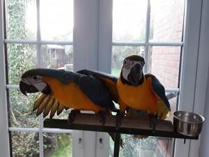Two Macaws Blue & Gold parrots available